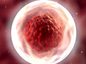 vývoj embrya po ivf
